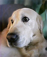 no12_dog1.jpg