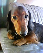 no12_dog2.jpg